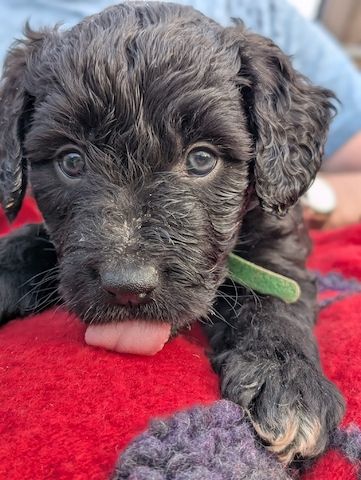 Portugiesische Wasserhund- Bergamasker Mix Welpen