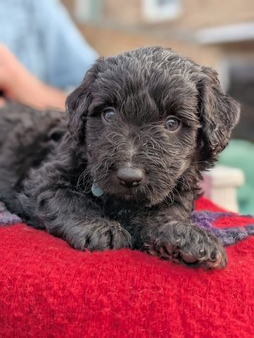 Portugiesische Wasserhund- Bergamasker Mix Welpen