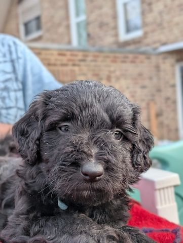 Portugiesische Wasserhund- Bergamasker Mix Welpen