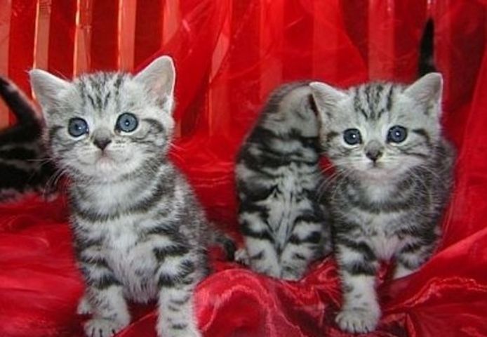 BKH Britisch Kurzhaar Katzen mit Stammbaum