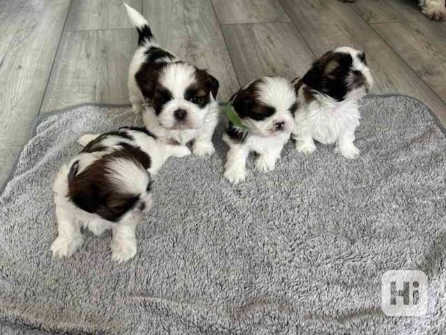 Wunderschöne Shih Tzu Welpen