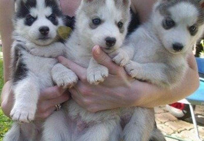 Süße Siberian Husky Welpen