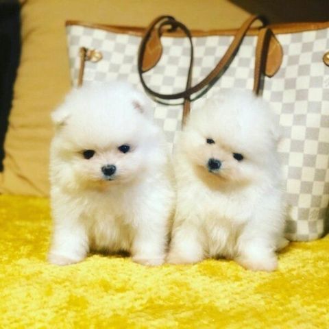 Pomeranian Zwergspitz Welpen