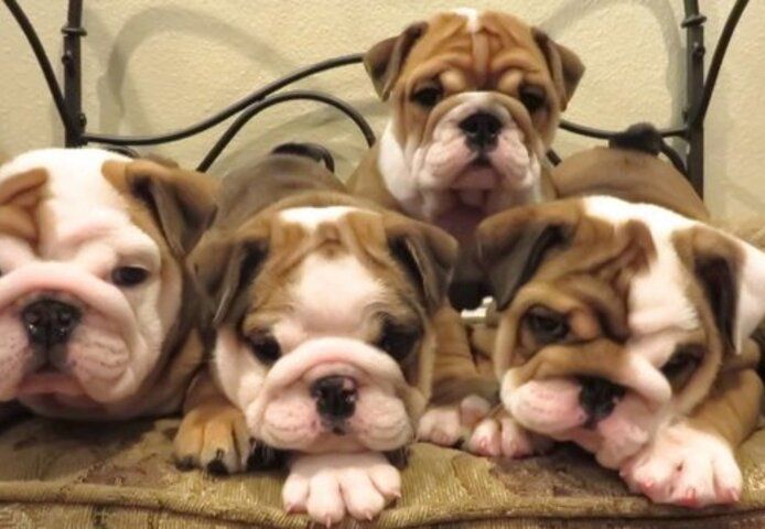 Wunderschöne englische Bulldoggenwelpen!