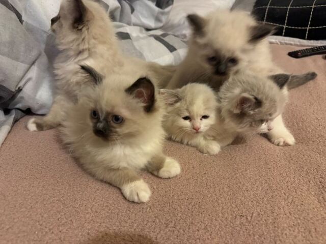 Ragdoll-Kätzchen mit blauen Augen