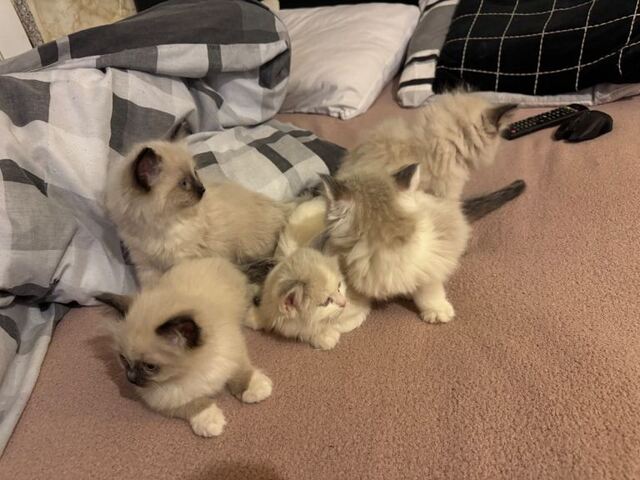 Ragdoll-Kätzchen mit blauen Augen