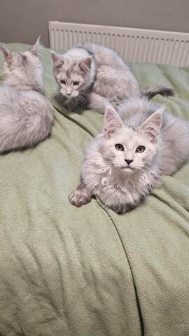 Maine-Coon-Kätzchen (GCCF-registriert)