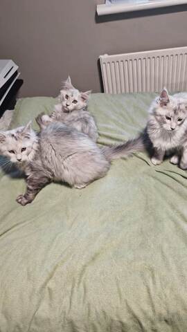 Maine-Coon-Kätzchen (GCCF-registriert)