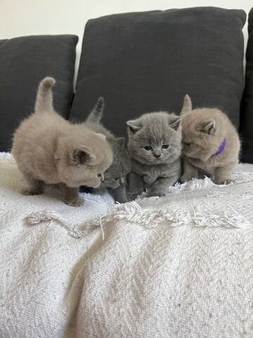 Britisch Kurzhaar-Kätzchen