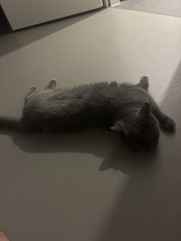 Britische Kurzhaarkatze