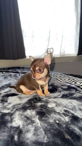 ZWEI CHIHUAHUAS-WELPEN ZU VERKAUFEN