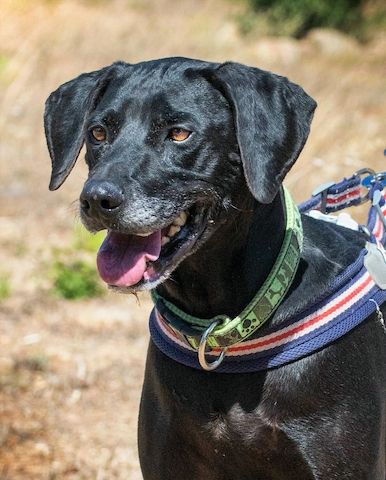 Amadeo - ein guter Kerl