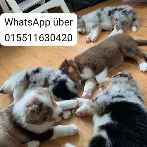 Bezaubernde Australian Shepherd Welpen