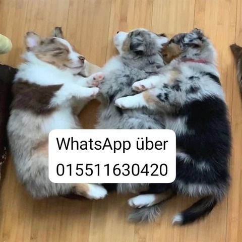 Bezaubernde Australian Shepherd Welpen