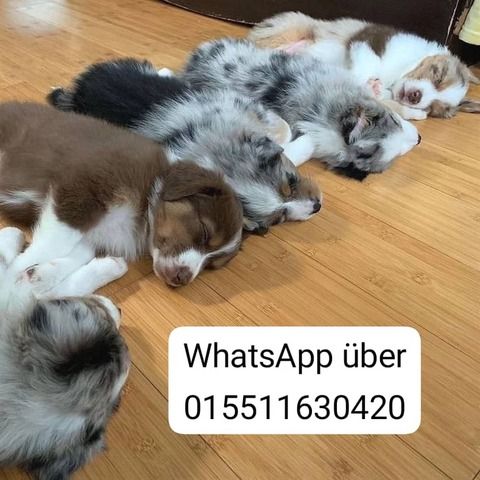 Bezaubernde Australian Shepherd Welpen