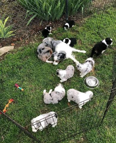 Australische Schäferhundwelpen abzugeben