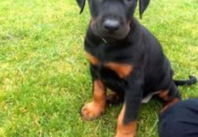 Rottweilerwelpen abzugeben