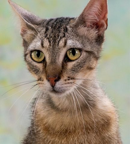 Manel - jung und verspielt