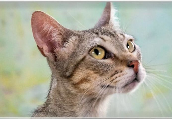 Manel - jung und verspielt