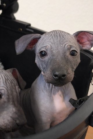 American Hairless Terrier Welpe aus PREMIUMZUCHT