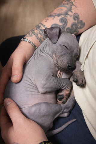 American Hairless Terrier Welpe aus PREMIUMZUCHT