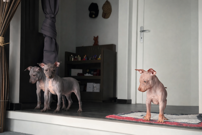 American Hairless Terrier Welpe aus PREMIUMZUCHT