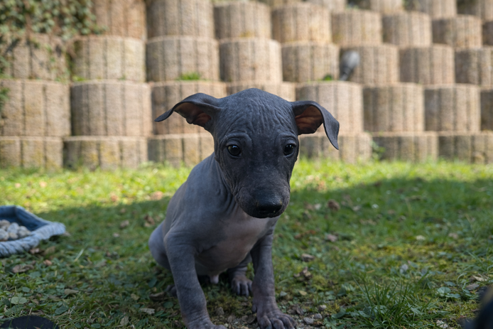 American Hairless Terrier Welpe aus PREMIUMZUCHT