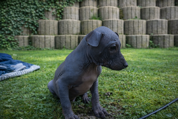 American Hairless Terrier Welpe aus PREMIUMZUCHT