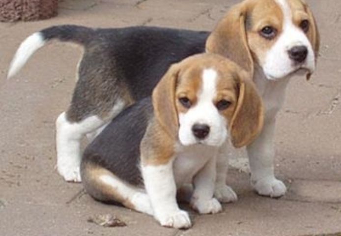Männliche und weibliche Beagle Welpen