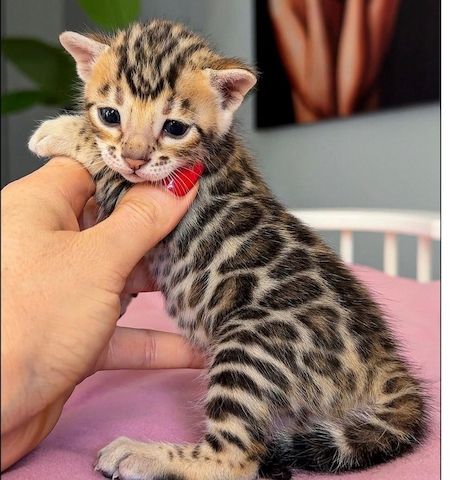 Reinrassige Bengal Kitten