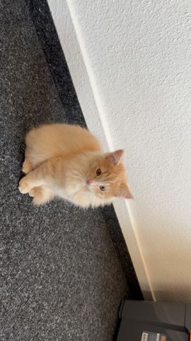 Maine Coon - Siam Mix Männchen