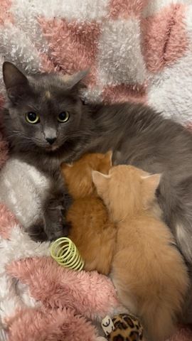 Maine Coon - Siam Mix Männchen