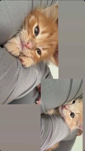 Maine Coon - Siam Mix Männchen