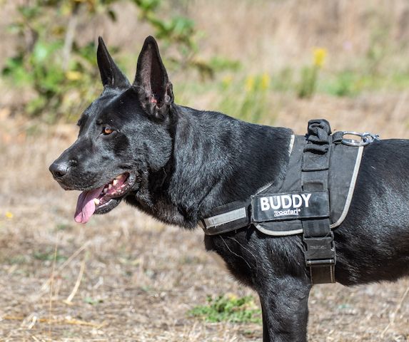 Luke - ein prima Kumpel