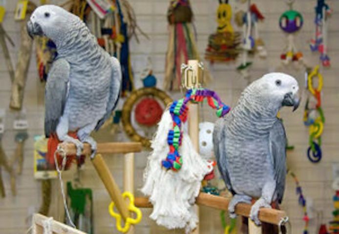 Männliche und weibliche Graupapageien