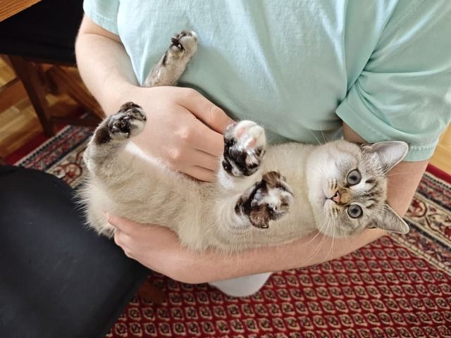 💙 Heilige Birma-Kätzin „Blue Tabby Point" sucht liebevolles Zuhause – ideal für Allergiker