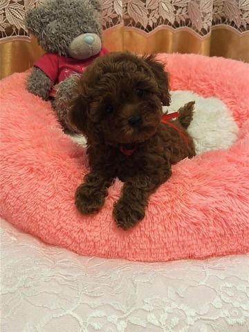 Pudelwelpen (Rüde und Hündin)