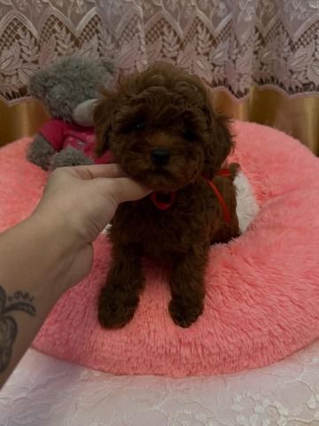 Pudelwelpen (Rüde und Hündin)