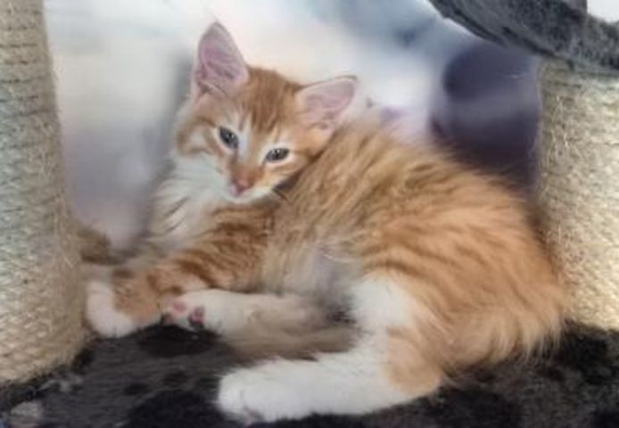 Waldkatzen-Kätzchen (11 Wochen alt)