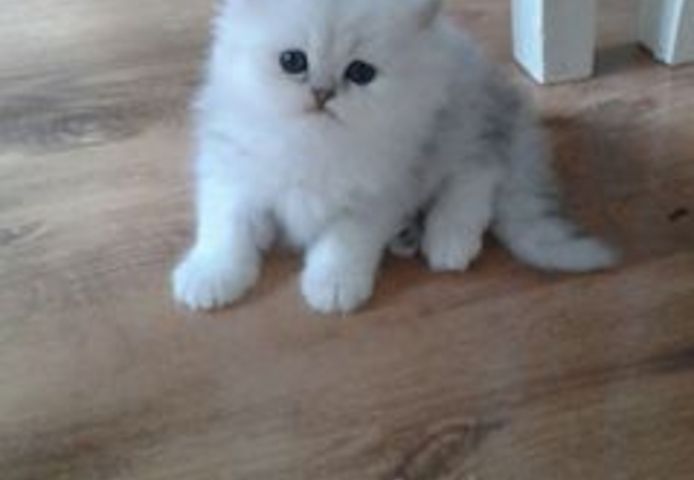 Парсийский котенок (мальчик)