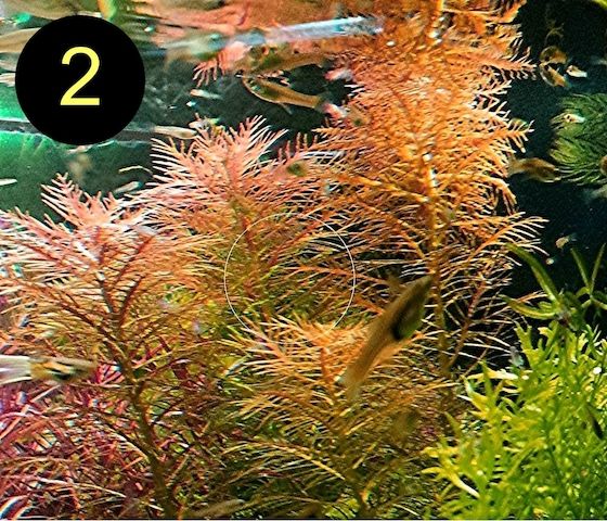 Meerjungfrauenpflanze, Quirlbl. Tausendblatt, Rotala Singapore