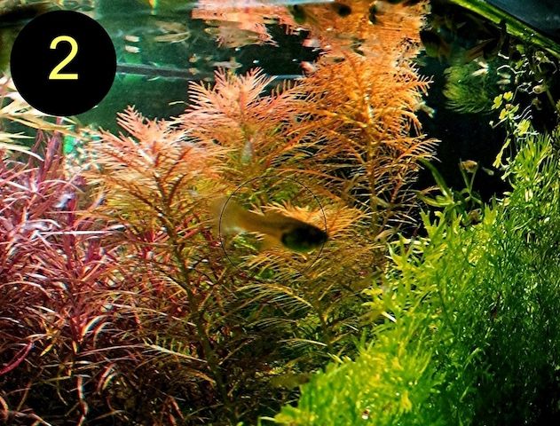 Meerjungfrauenpflanze, Quirlbl. Tausendblatt, Rotala Singapore