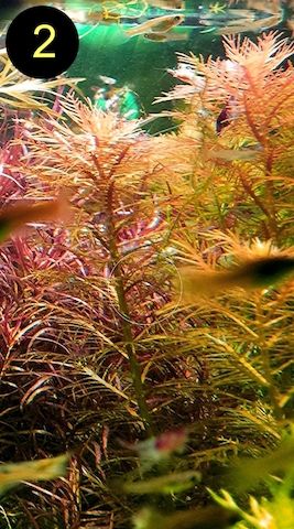 Meerjungfrauenpflanze, Quirlbl. Tausendblatt, Rotala Singapore