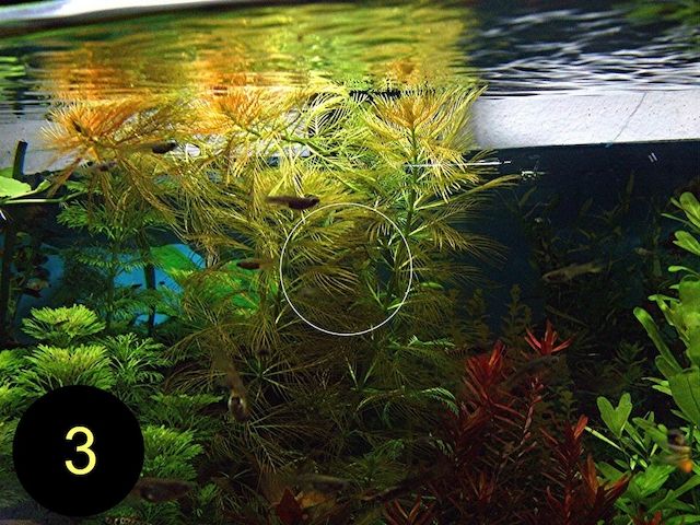 Meerjungfrauenpflanze, Quirlbl. Tausendblatt, Rotala Singapore