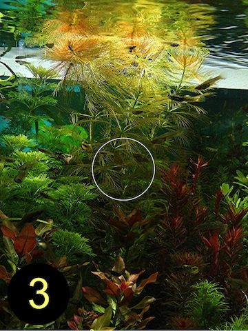 Meerjungfrauenpflanze, Quirlbl. Tausendblatt, Rotala Singapore