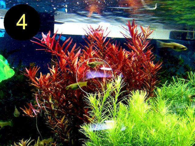 Meerjungfrauenpflanze, Quirlbl. Tausendblatt, Rotala Singapore