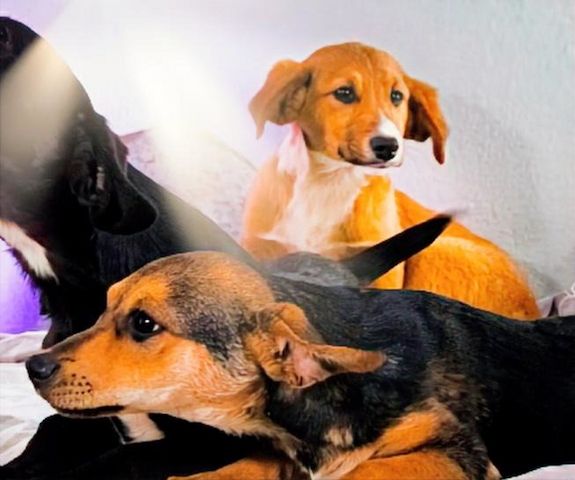 Max - fröhlich und verspielt