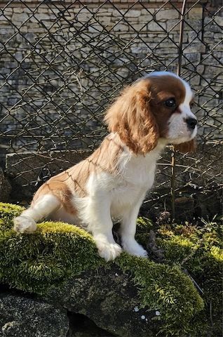 Cavalier King Charles Spaniel Welpen. Rüden und hündinnen