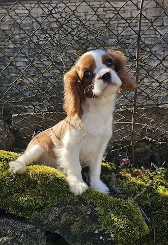 Cavalier King Charles Spaniel Welpen. Rüden und hündinnen