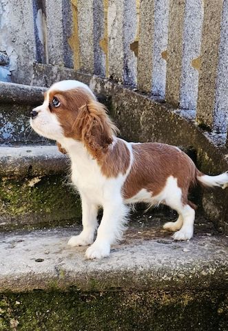 Cavalier King Charles Spaniel Welpen. Rüden und hündinnen